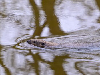 Castor sur l'Elbe : quels défis pour les barrages et digues?